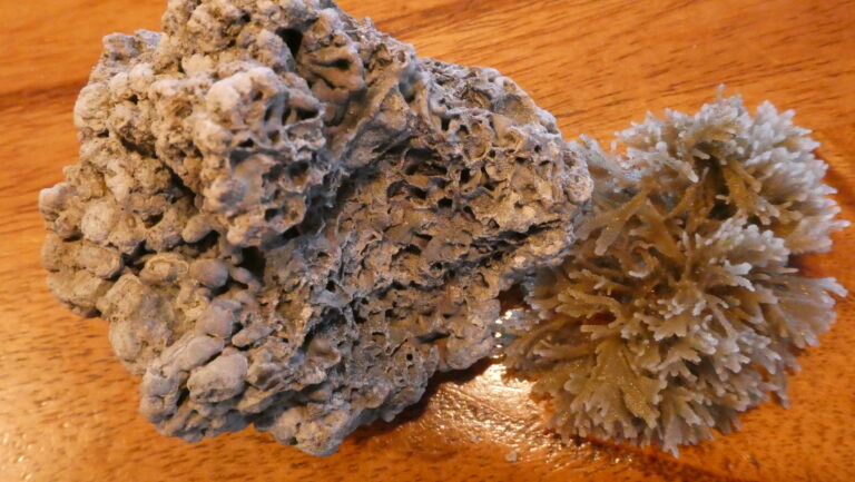 2-soortyen-mosdiertjes-de-grauwe-rots-en-bryozoa-die-je-op-Rockanje-strand-vindt-scaled.jpg